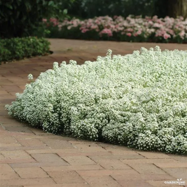 Alyssum Clear Crystals White Qty(10)