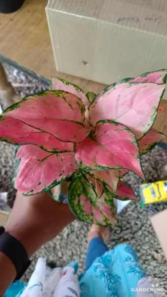 Aglaonema Diamond Red