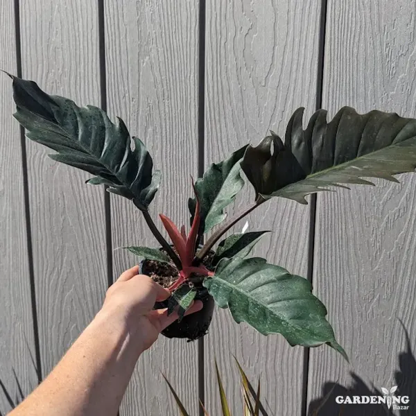 Philodendron 'Choco Empress'