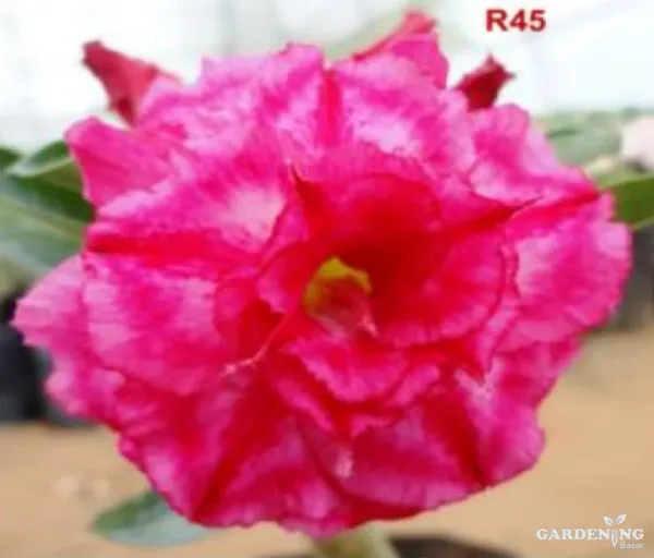 Grafted Adenium Obesum R45