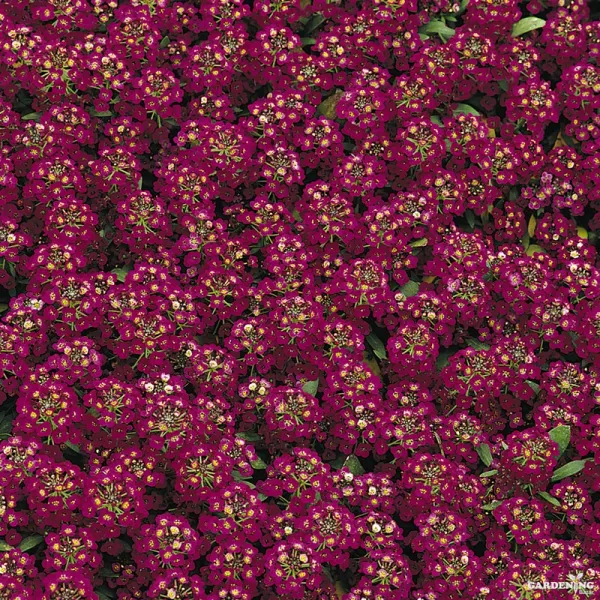 Alyssum Easter Bonnet Deep Pink Qty(10)