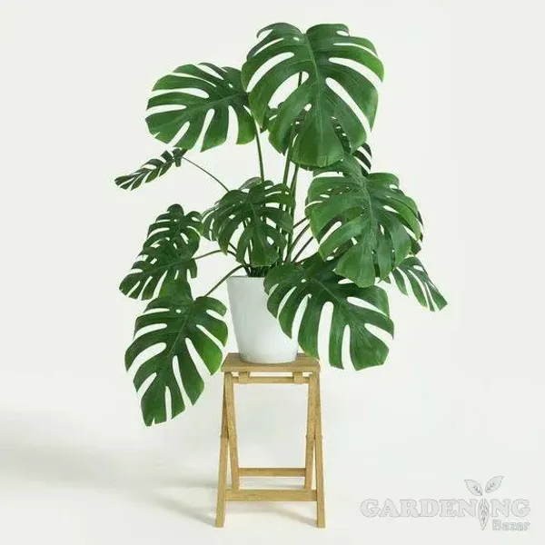 Monstera deliciosa