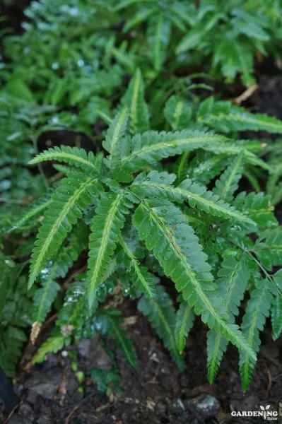 Variegated Holly Fern