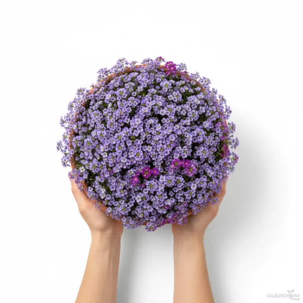 Alyssum Wonderland Blue Qty(10)