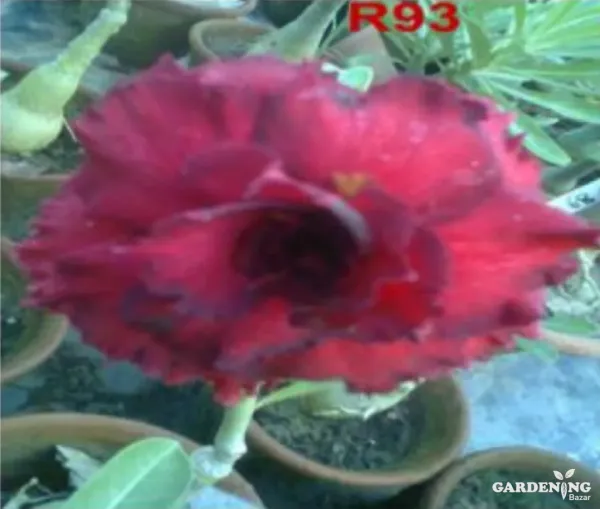 Grafted Adenium Obesum R93