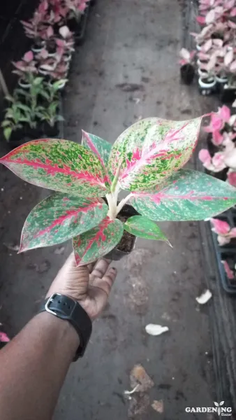 Aglaonema Red Stardust