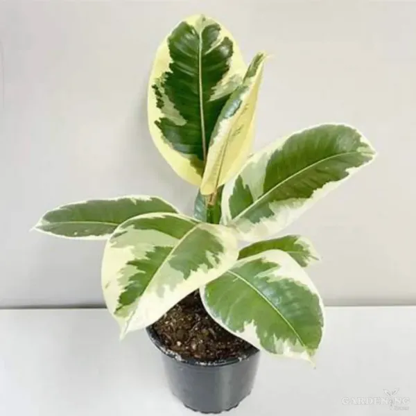 Ficus Elastica Tineke White