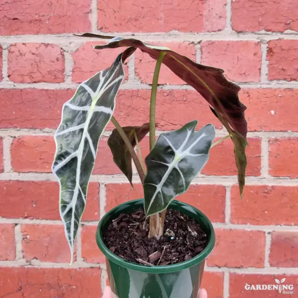 Exclusive Exotic Plant Trio (Philodendron Xanadu, Alocasia Amazonica, and Prince of Orange Philodendron)