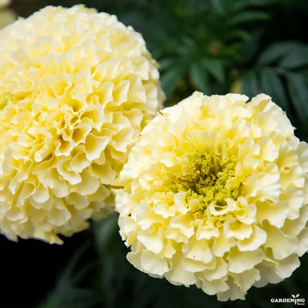 African Marigold White Gold Max Qty(05)