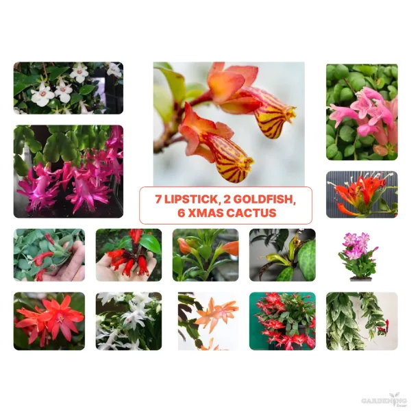 Flowering Plants Combo of 15  (7 Lipstick + 2 Goldfish 6 Xmas cactus)