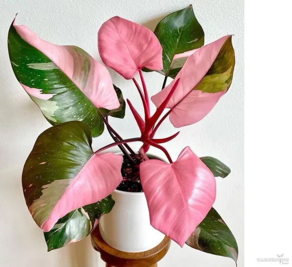 Pink Princess Philodendron Large