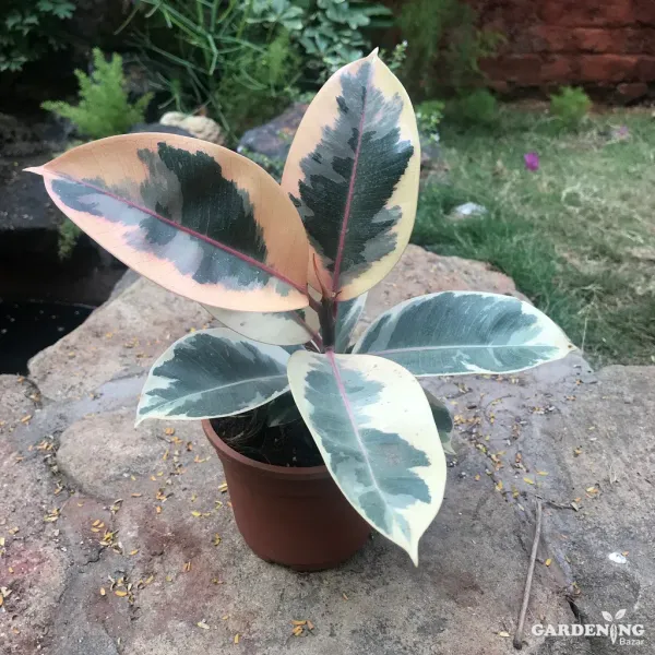 Exotic Combo Of 4 (Philodendron Sun Red, Ficus Elastica Tineke White, Homalomena Emerald Gem, Ficus Shiveriana)