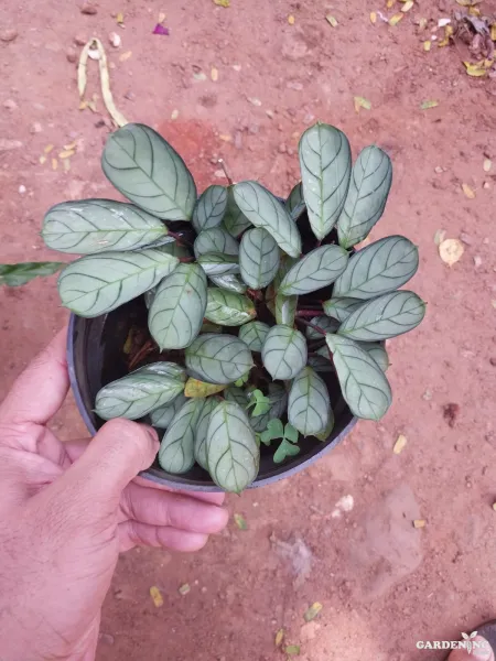 Calatheas Combo Of 6