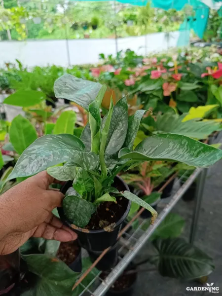 Schismatoglottis motleyana Rare (Multi Shoots)