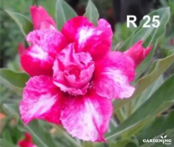 Grafted Adenium Obesum R25