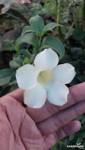 Allamanda White