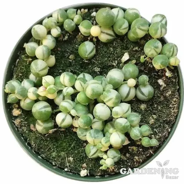 Mini Succulent Combo Of 3 Plants (Jade plant, Lakshmi Kamal, Variegated String Of Pearls)