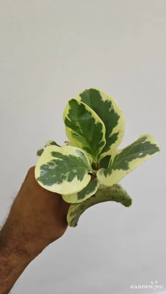 Fittonia 6 Combo and peperomia 6 Combo (Each different Plants)