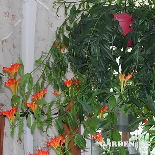 Gold Fish Lipstick Plant