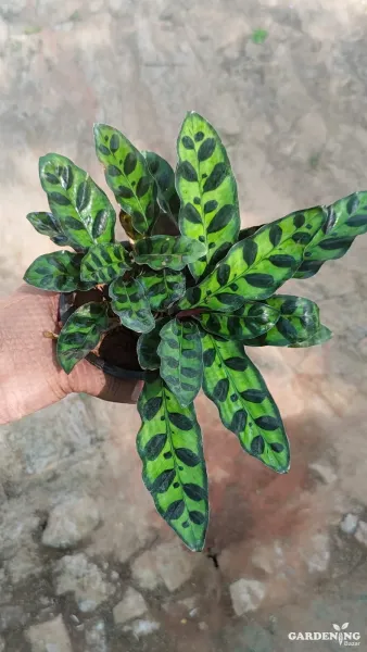 Calathea Rattlesnake