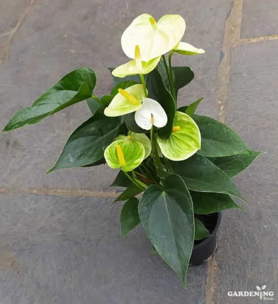 Anthurium Miniature Yellow