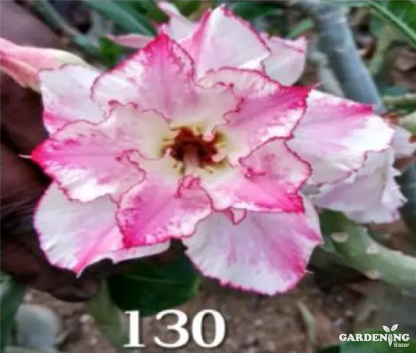 Grafted Adenium Obesum R130