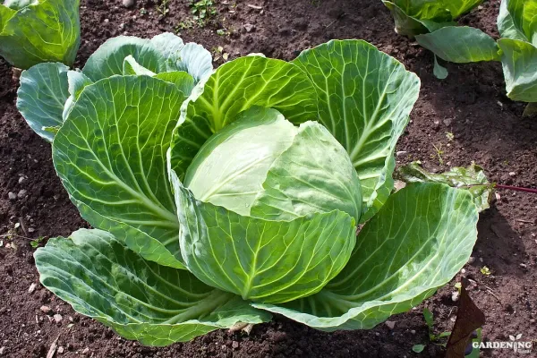 Cabbage Hybrid Seed Qty(30-50)