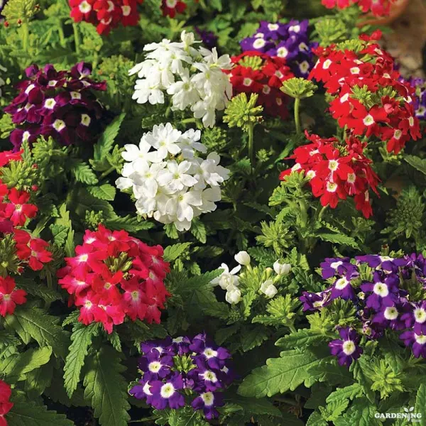 Premium Winter Flower Seeds Combo [A.Marigold White Gold(10), Mesembryathemum Icy Mix (Ice Plant)(10), Verbena Obsession Formula Mix(10), Bellis Tasso Mix(10)]