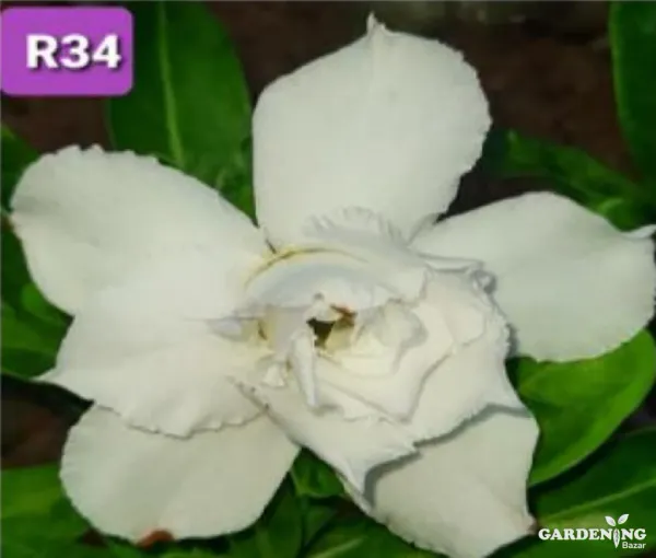 Grafted Adenium Obesum R34