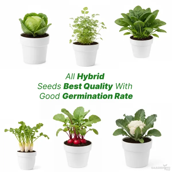 Hybrid Seed Combo with Good Germination rate [Radish(30-40),  Cabbage(30-40), Cauliflower(30-40), Coriander(150-200), Beetroot(30-40), Spinach(150-200)]