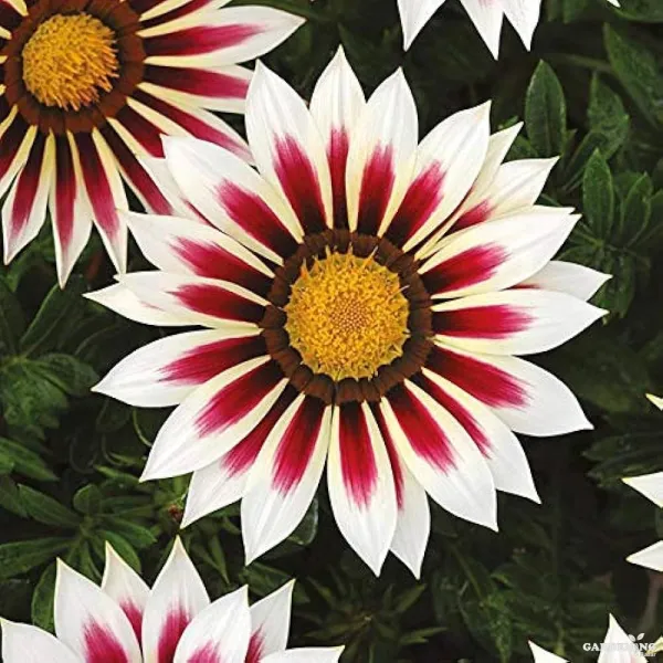 Premium Winter Flower Seeds Combo [Cineraria(10), Gazania(10), Petunia(10) & Marigold(5)]