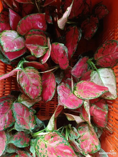 Red Beauty Aglaonema