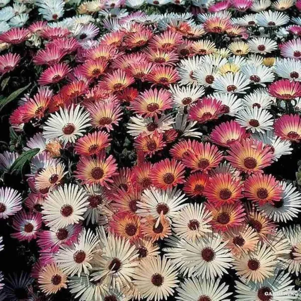 Premium Winter Flower Seeds Combo [Mesembryanthemum Ice Plant(10), Verbena(10), Bellis(10), Dianthus & Pansy(10)]