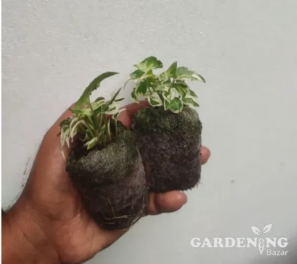 Syngonium Narrow Verigated