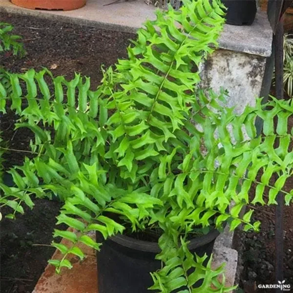Fish Tail Fern