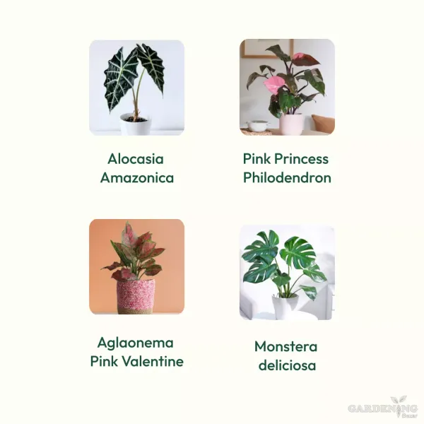 Exotic Combo Of 4 (Alocasia Amazonica, Pink Princess Philodendron, Aglaonema Pink Valentine, Monstera deliciosa)