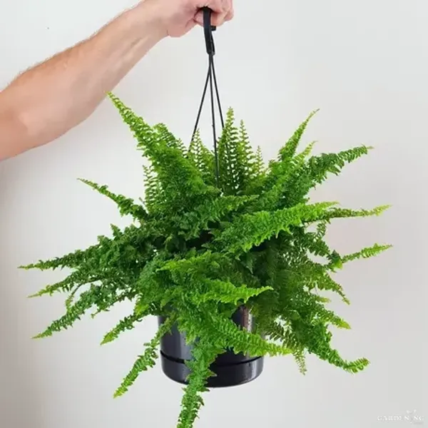 Ruffle Fern