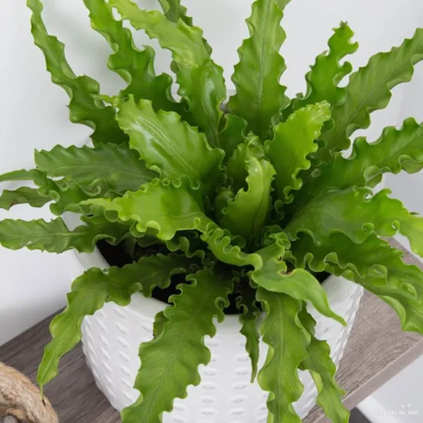 Ruffle Fern
