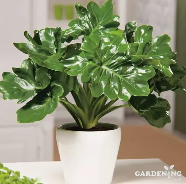 Philodendron Atom