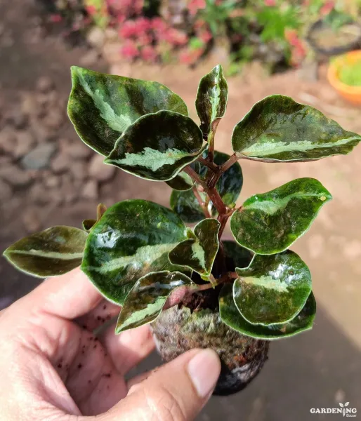 Peperomia Metallica