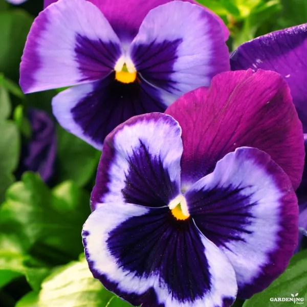 Pansy F1 Majestic Giants II Mix Qty(10)