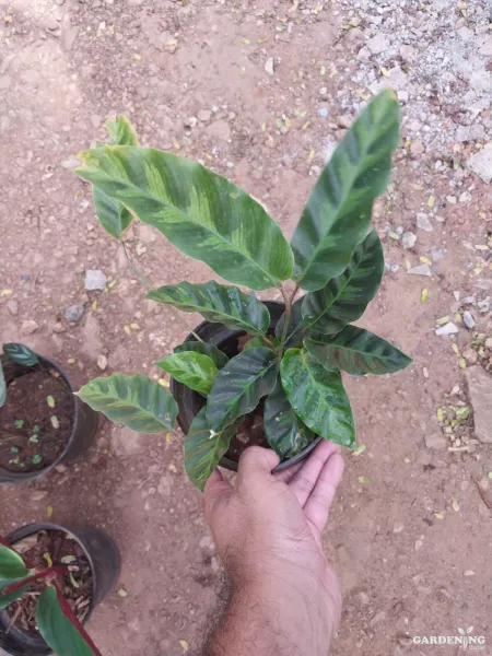 Calatheas Combo Of 6