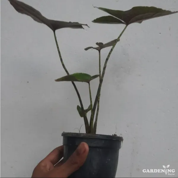 Alocasia Jhonstoni ( Extreme Rare Alocasia Variety)