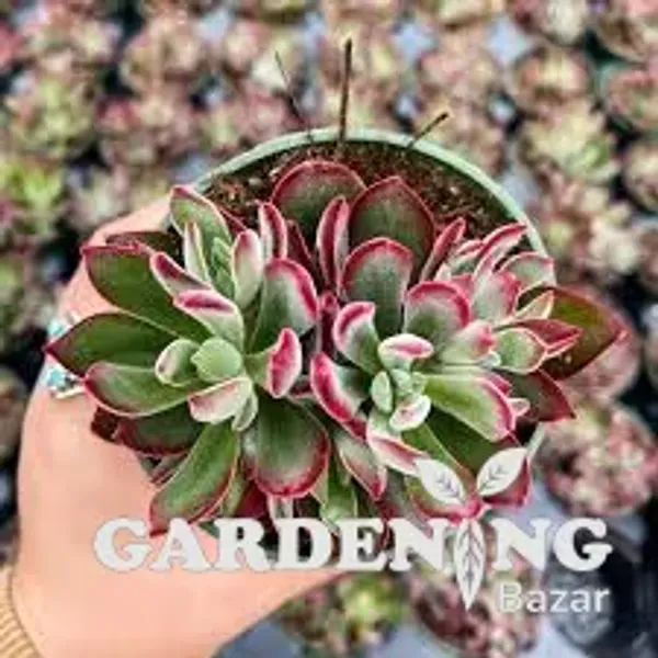 Mini Succulent combo of 12 Plants (Jade Plant, Jade Plant Elephant Bush, Kalanchoe Blossfeldiana, Echeveria Devotion, Moon Stone, English Ivy, String Of Pearls, String Of Tears, Topsy Turvy, Red campfire, Laxmi Kamal)