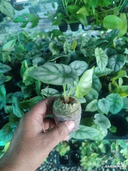 Exotic Combo Of 4 (Philodendron Gloriosum, Alocasia Amazonica, Alocasia Black Velvet, Silver Dragon Alocasia)