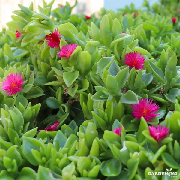 Mini Succulent combo of 12 Plants (Tradescantia, Ogre Ear, String Of Banana, Crassula David, Aeonium Decorum, Crassula Aborescens, Baby Sun Rose, Laxmi Kamal, English Ivy, String Of Pearls, Zebra Haworthia,  Red Flames)