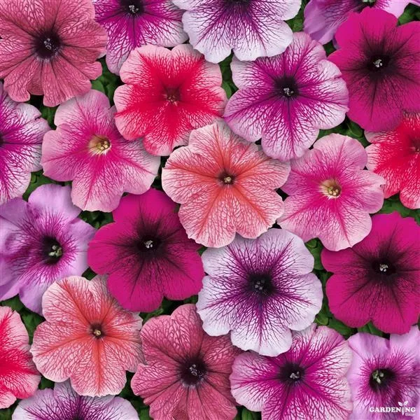 Premium Winter Flower Seeds Combo [Cineraria(10), Gazania(10), Petunia(10) & Marigold(5)]