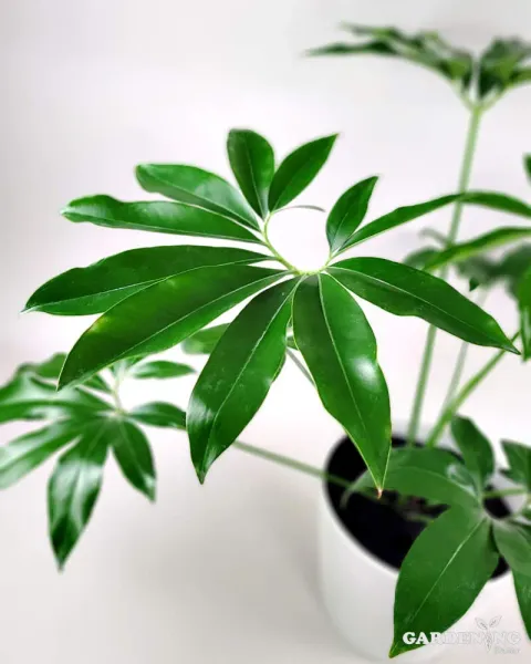 Philodendron Goeldii