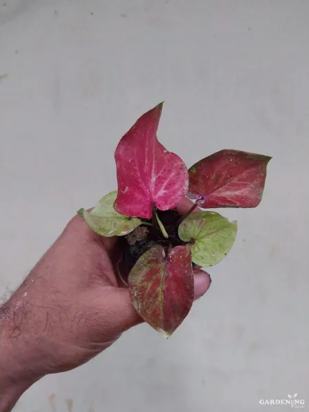 Caladium Combo of 6