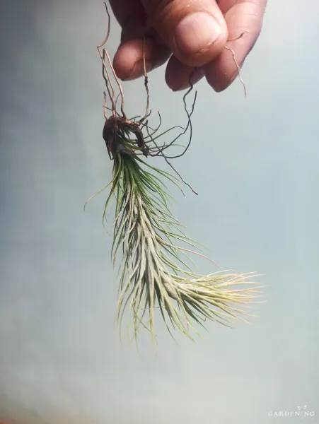 Air Plant Combo Of 4